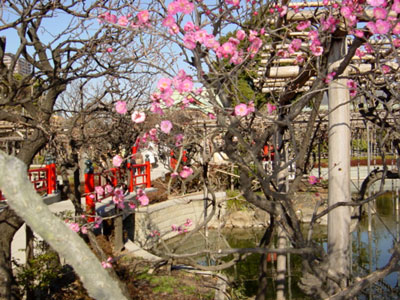 亀戸天神社