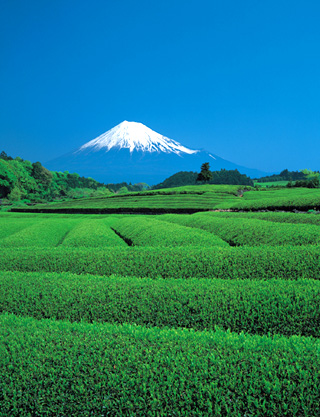 お茶のプロフィール