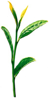 江戸時代のお茶